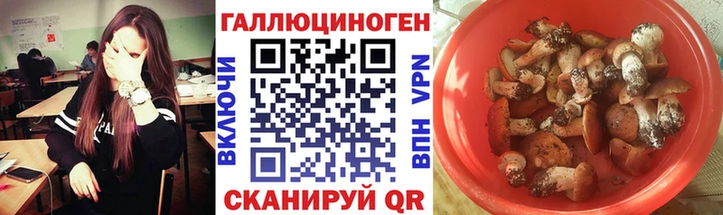 Псилоцибиновые грибы GOLDEN TEACHER где купить наркоту сайты даркнета как зайти Курганинск